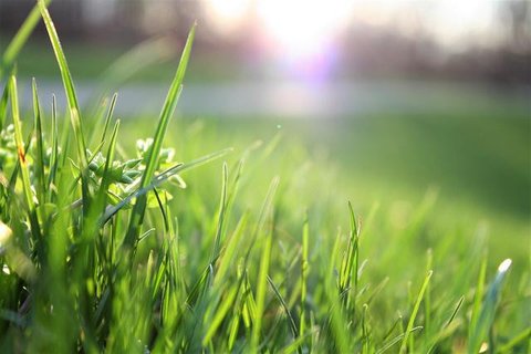 Ular Sawah Sering Masuk Rumah saat Musim Hujan (Foto: Reve Art AI)