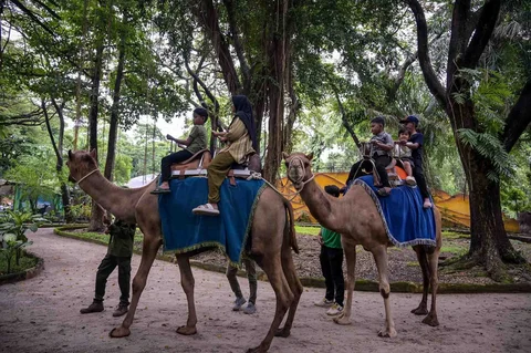 Anak-anak menunggang unta di Kebun Binatang Surabaya selama liburan Natal dan Tahun Baru di Surabaya, Minggu (21/12/2025).