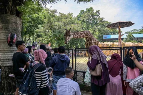 Pengunjung mengamati jerapah di Kebun Binatang Surabaya selama liburan Natal dan Tahun Baru di Surabaya Minggu (21/12/2025).
