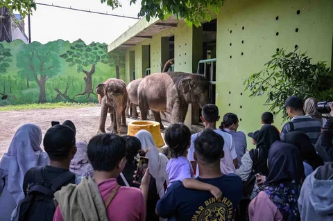 Pengunjung mengamati gajah Sumatera di Kebun Binatang Surabaya selama liburan Natal dan Tahun Baru di Surabaya Minggu (21/12/2025).