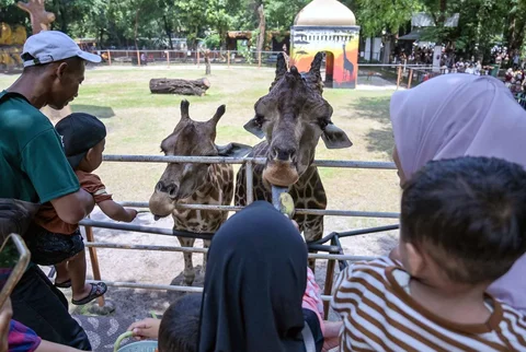 Pengunjung memberi makan jerapah di Kebun Binatang Surabaya selama liburan Natal dan Tahun Baru di Surabaya Minggu (21/12/2025).