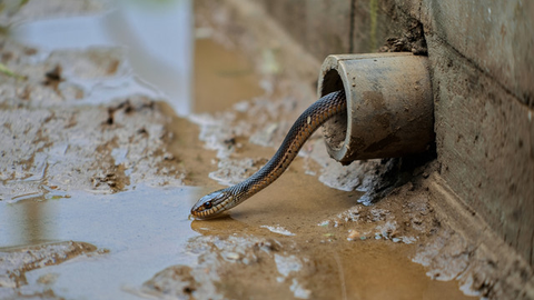 Tips Mengusir Anakan Ular yang Bersembunyi di Celah Pondasi Rumah/ Ilustrasi AI
