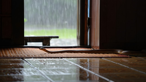 Tips Mengusir Anakan Ular yang Bersembunyi di Celah Pondasi Rumah/ Ilustrasi AI