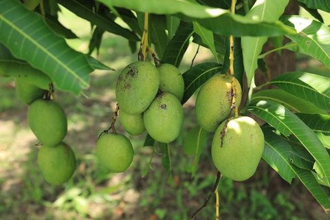 Ide Kebun Buah Mini dalam Pot untuk Halaman Kecil (AI)