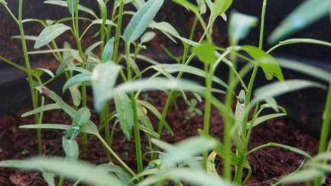 Tanaman Kangkung di Halaman Rumah. (Foto: Gemini AI)
