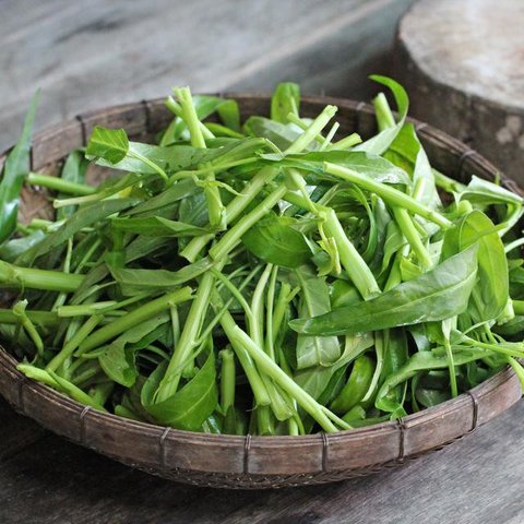 Tanaman Kangkung di Halaman Rumah. (Foto: Gemini AI)