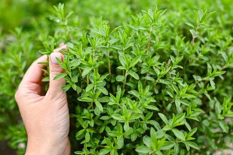 Layout Pot Polybag Gantung Seri. Foto: Gemini