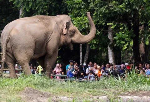 Pengunjung melihat gajah saat berwisata di Taman Margasatwa Ragunan, Jakarta, Senin (25/12/2023). Taman Margasatwa Ragunan menjadi tempat wisata alternatif bagi masyarakat Jakarta-Bogor-Depok