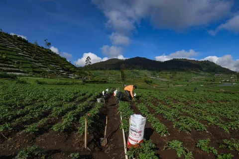Petani melakukan pemupukan tanaman kentang di kawasan Batur, Banjarnegara, Jawa tengah, Minggu (02/11/2025).
