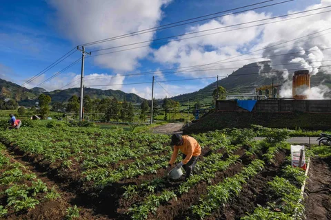 Petani melakukan pemupukan tanaman kentang di kawasan Batur, Banjarnegara, Jawa tengah, Minggu (02/11/2025).