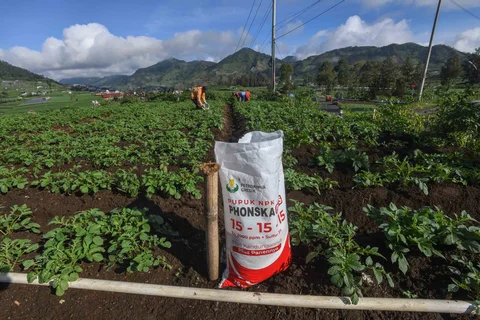 Petani melakukan pemupukan tanaman kentang di kawasan Batur, Banjarnegara, Jawa tengah, Minggu (02/11/2025).