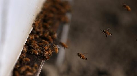 Sarang Tawon. (Unsplash/Damien TUPINIER)