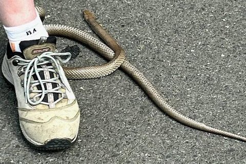Seekor ular coklat timur tersangkut di sepatu seorang wanita di barat daya Sydney. [Sumber: Cory Kerewaro Reptile Relocation Sydney]