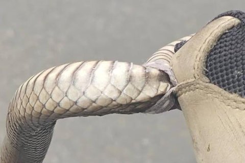 Seekor ular coklat timur tersangkut di sepatu seorang wanita di barat daya Sydney. [Sumber: Cory Kerewaro Reptile Relocation Sydney]