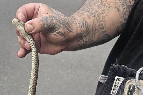 Seekor ular coklat timur tersangkut di sepatu seorang wanita di barat daya Sydney. [Sumber: Cory Kerewaro Reptile Relocation Sydney]