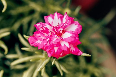 Model Pot Bunga untuk Teras Rumah/Gemini AI