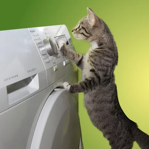 Kucing