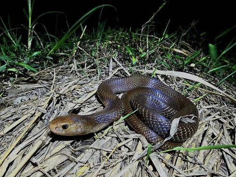 Ular Kobra Takut Apa? Ini Cara Mengusir dari Rumah dan Sekitar Pekarangan (Foto: Gemini AI)