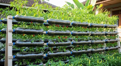 Inspirasi Kebun Cabai Rawit dari Wadah Bekas Dapur/AI