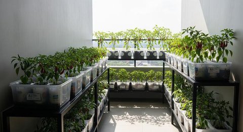 Inspirasi Kebun Cabai Rawit dari Wadah Bekas Dapur/AI