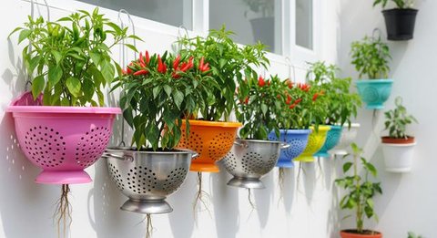Inspirasi Kebun Cabai Rawit dari Wadah Bekas Dapur/AI