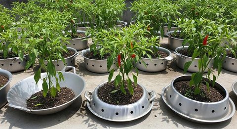 Inspirasi Kebun Cabai Rawit dari Wadah Bekas Dapur/AI