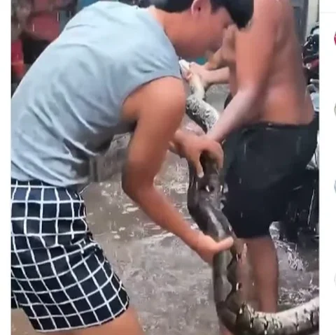 Ular masuk permukiman saat banjir