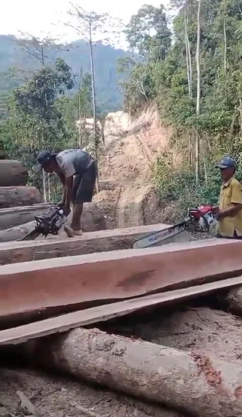 Viral! Rekaman Ilegal Logging di Lampung Bikin Warga Ketakutan