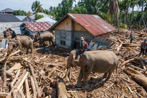 Gajah Sumatra dikerahkan untuk membantu proses evakuasi korban banjir bandang di Meureudu, Kabupaten Pidie Jaya, Aceh, Senin (08/12/2025).
