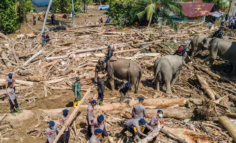 Gajah Sumatra dikerahkan untuk membantu proses evakuasi korban banjir bandang di Meureudu, Kabupaten Pidie Jaya, Aceh, Senin (08/12/2025).