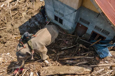 Gajah Sumatra ikut dikerahkan untuk membantu proses evakuasi korban banjir bandang di Meureudu, Kabupaten Pidie Jaya, Aceh, Senin (08/12/2025).