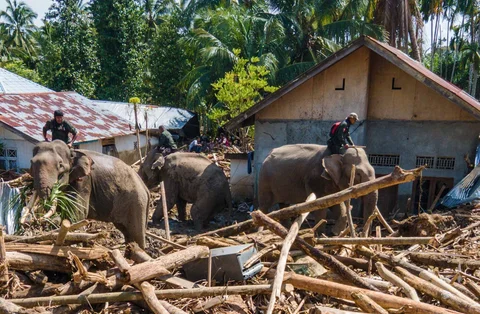 Gajah Sumatra dikerahkan untuk membantu proses evakuasi korban banjir bandang di Meureudu, Kabupaten Pidie Jaya, Aceh, Senin (08/12/2025).