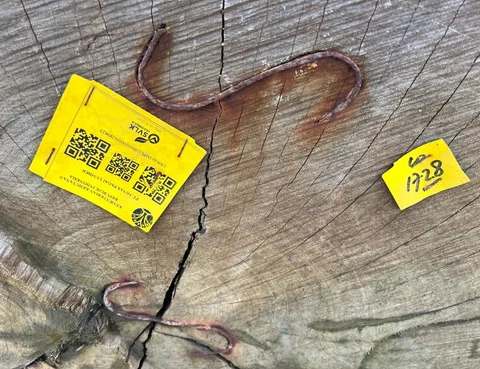 Gelondongan Kayu Berbarcode Kemenhut Terhempas di Pesisir Barat, Asal Kapal Tongkang Sumbar
