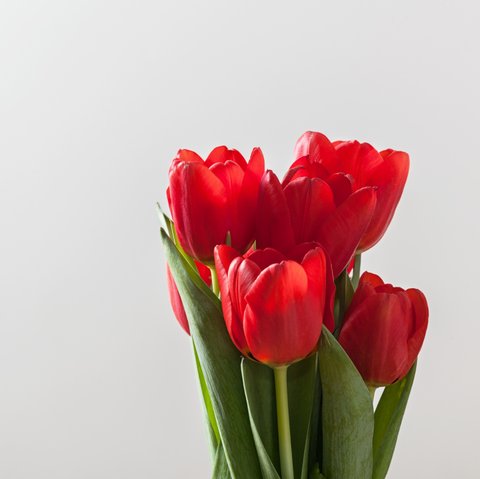 Red tulips symbolizing perfect love.