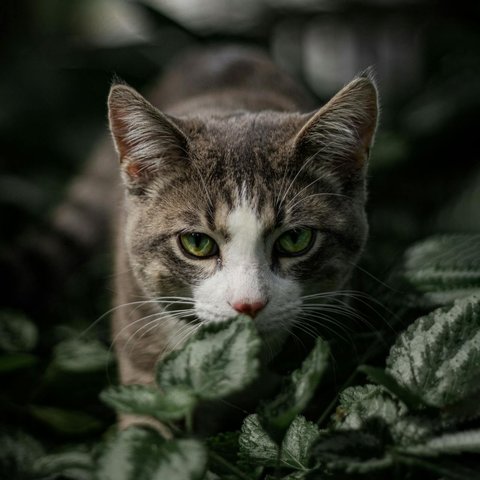 Kucing Berburu