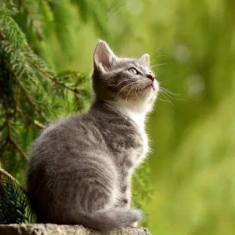 Ilustrasi Kucing Credit: pexels.com/Merryman