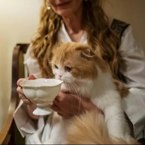 Mengusir Kucing yang Suka Nongkrong di Kap Mobil (Pexels/Didss)