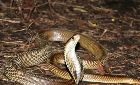 Ilustrasi mimpi digigit ular kobra/Copyright unsplash.com/Avinash Uppuluri