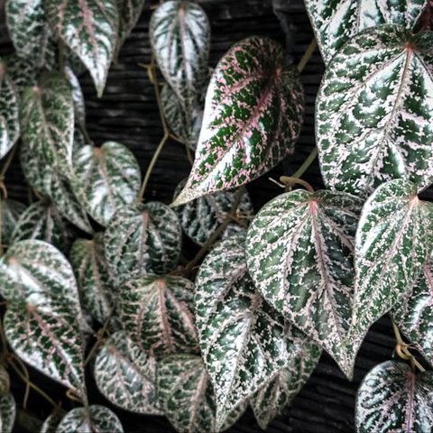 Daun Sirih Merah (Foto: indonesia.go.id)