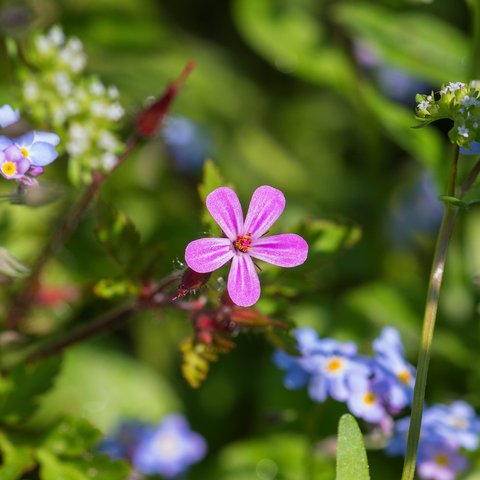 Soapwort  (sumber: Pixabay)