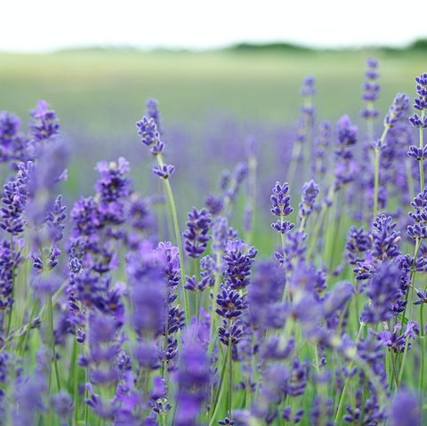 Ilsutrasi Gurun Arab Saudi Jadi Padang Bunga Lavender, credit: Unsplash Annie