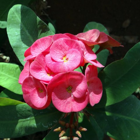 Euphorbia  (sumber: Pixabay)