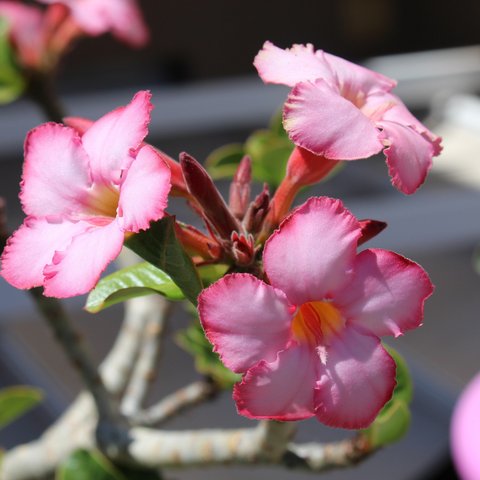 Adenium  (sumber: Pixabay)