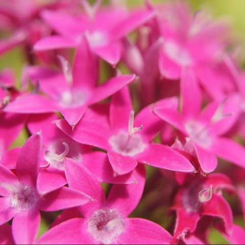 bunga pentas (sumber: Pixabay)