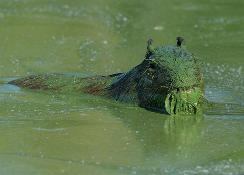 Kapibara (Hydrochoerus hydrochaeris) ditutupi lendir hijau akibat sianobakteri , di Sungai Uruguay, dekat Concordia, Entre Rios, Argentina, (13 /02/ 2025) waktu setempat.