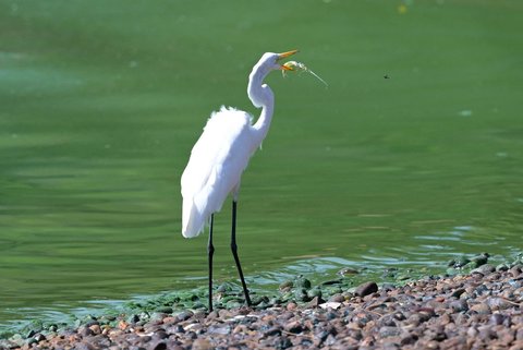 Seekor bangau memakan ikan mati akibat cyanobacteria di perairan Bendungan  Salto Grande, di Sungai Uruguay, dekat Concordia, Entre Rios, Argentina, (13/02/2025) waktu setempat.