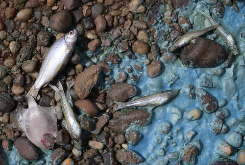 Ikan yang mati  di Sungai Uruguay, dekat Concordia, Entre Rios, Argentina, (13 /02/ 2025) waktu setempat