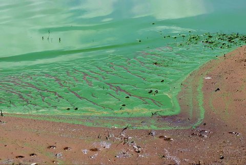 Pemandangan Bendungan Salto Grandeg yang diselimuti ganggang  hijau biru  akibat sianobakteri, di Sungai Uruguay, dekat Concordia, Entre Rios, Argentina, (13 /02/ 2025) waktu setempat.