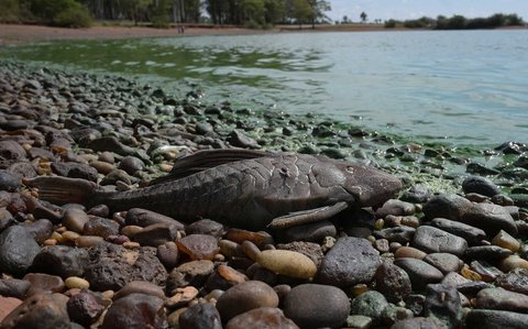 Ikan yang mati  di Sungai Uruguay, dekat Concordia, Entre Rios, Argentina, (13 /02/ 2025) waktu setempat