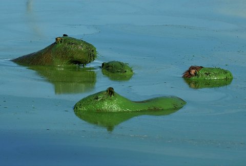 Kapibara (Hydrochoerus hydrochaeris) ditutupi lendir hijau akibat sianobakteri , di Sungai Uruguay, dekat Concordia, Entre Rios, Argentina, (13 /02/ 2025) waktu setempat.